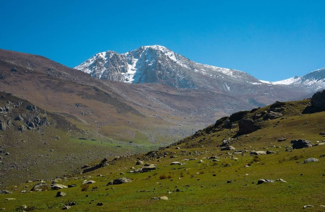 Alpine meadow