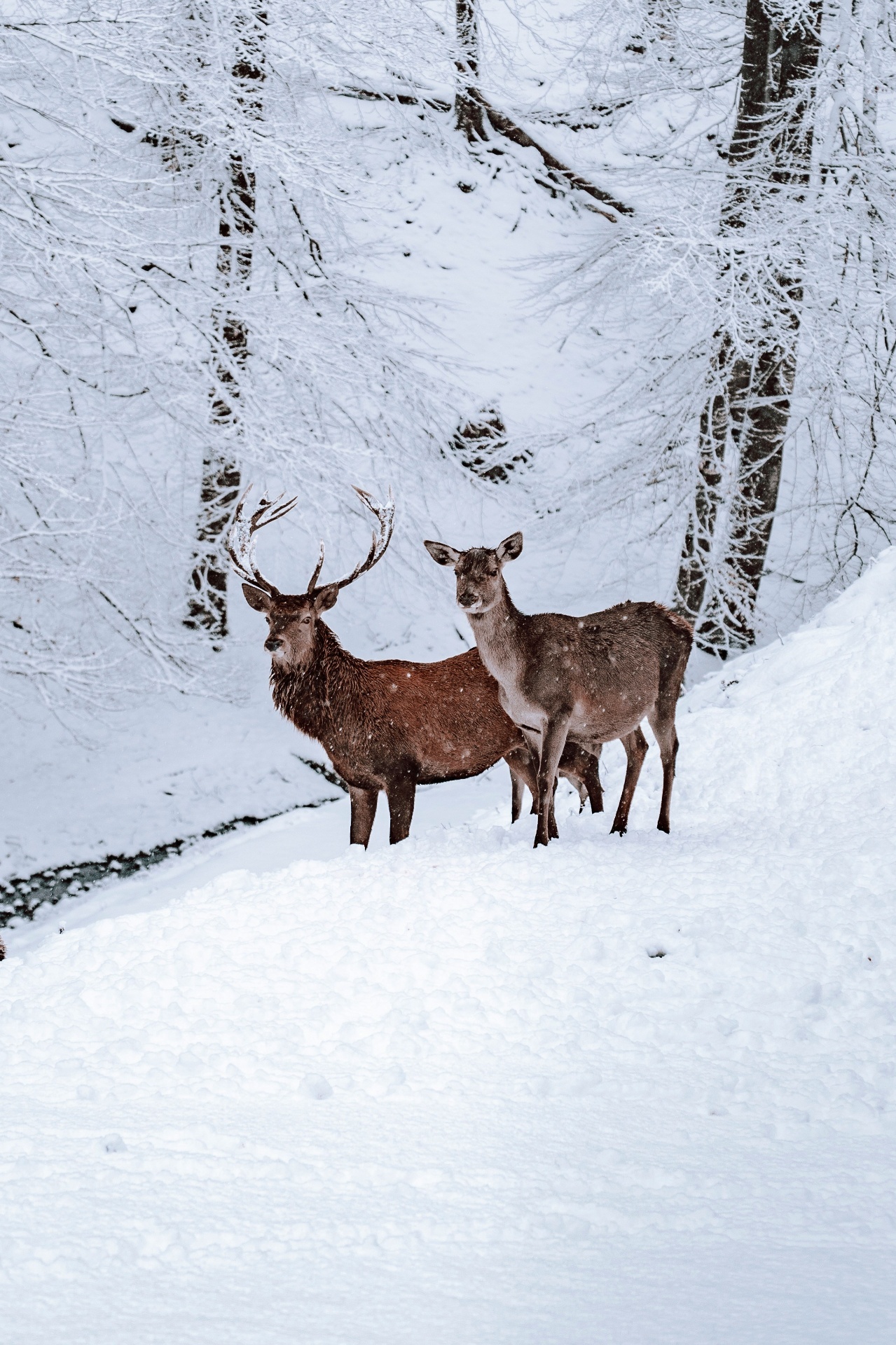 Winter wildlife